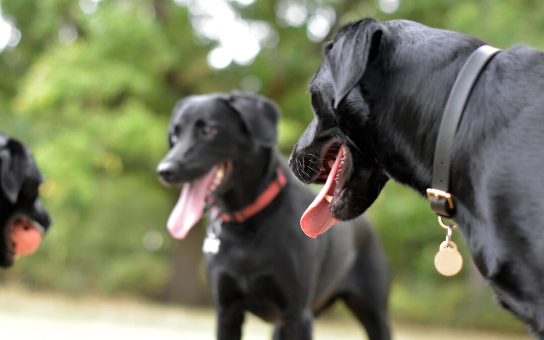 Entorse chez le chien : reconnaître la gravité, traitement et budget vétérinaire