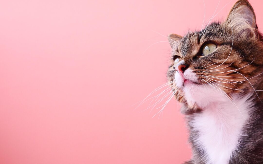 Prix urgence vétérinaire chat : nuit, week-end et remboursement