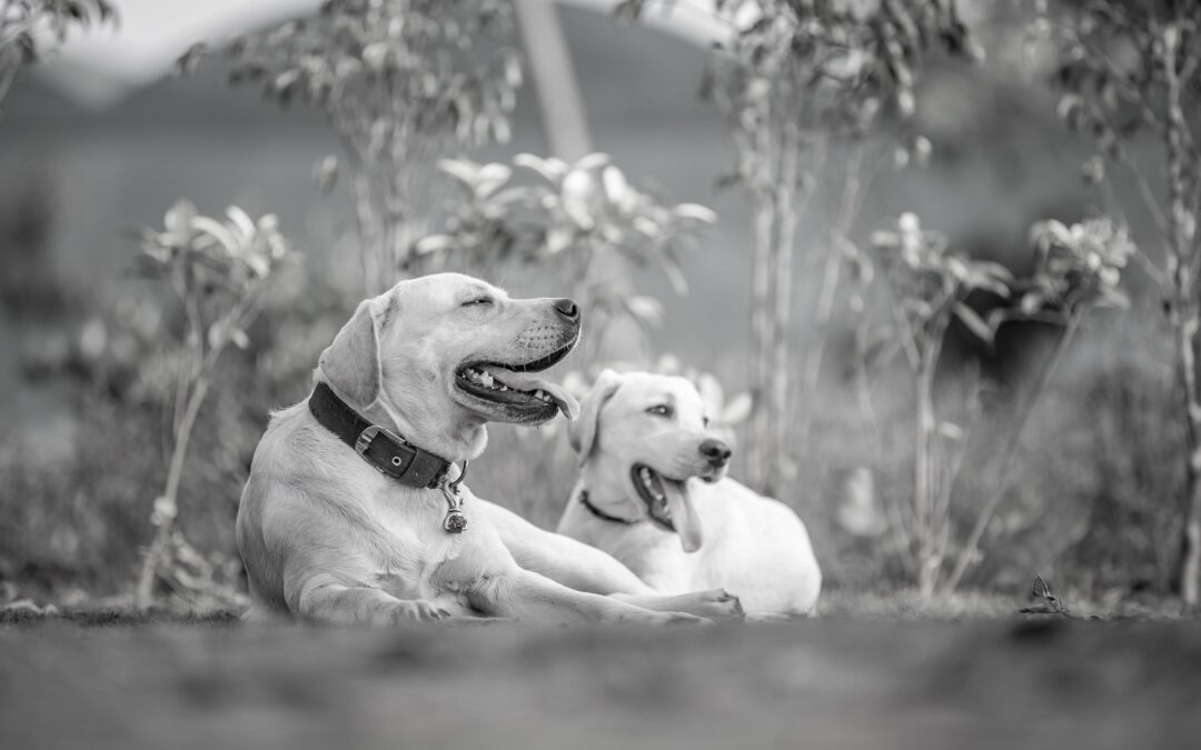 Allergie alimentaire du chien : causes, symptômes, diagnostic et budget