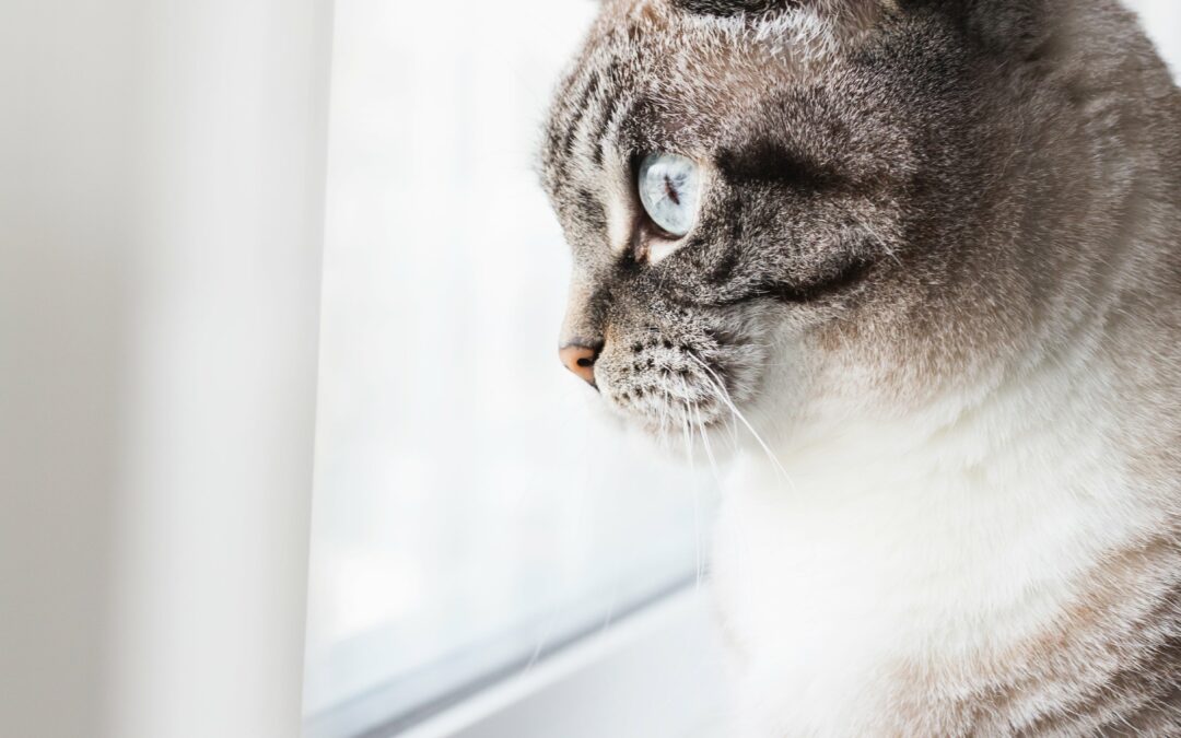 Budget vétérinaire annuel chat : combien prévoir ?