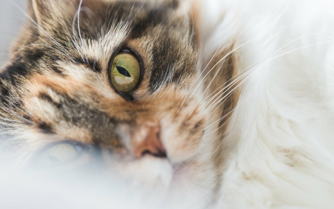 Prix vaccin chat