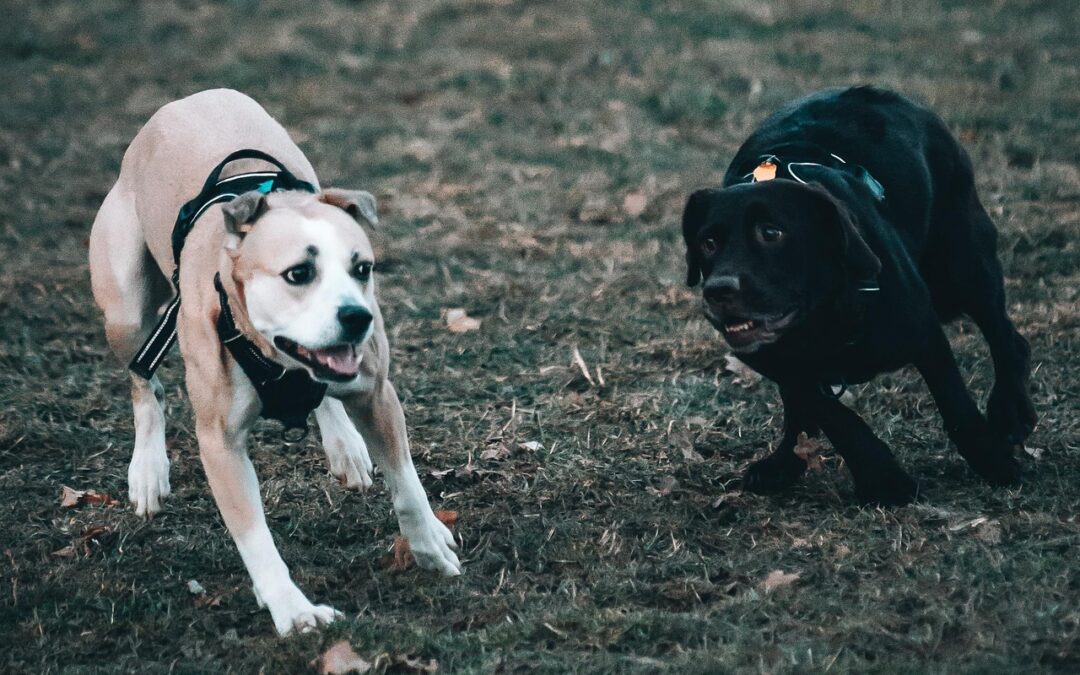 Balto Sport Agile : bande de compression pour chien — sport, récupération et rééducation