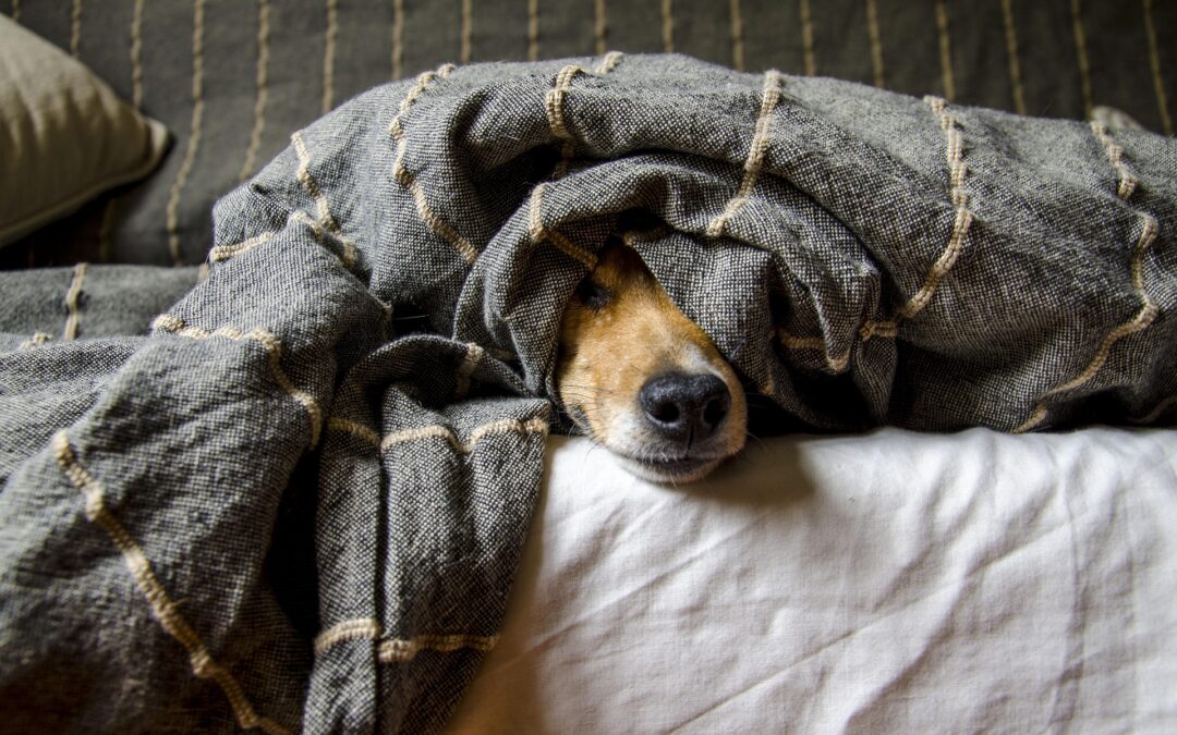 Balto Up : support de hanche arrière pour chien — dysplasie sévère, parésie et post-opératoire