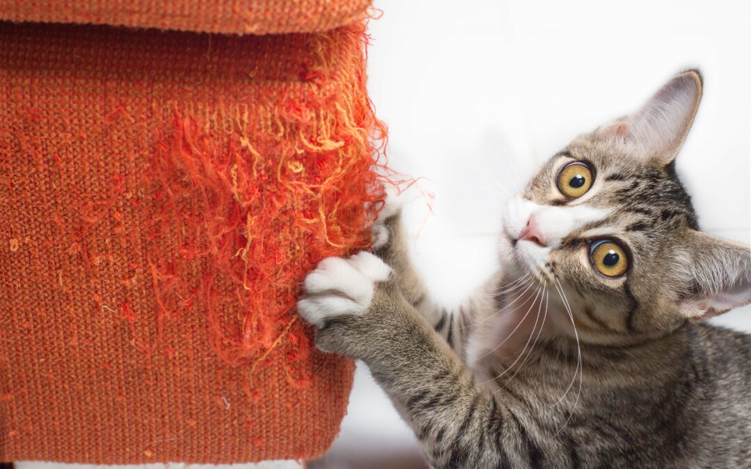 Chat qui cause des dégâts chez un voisin : responsabilité et solutions