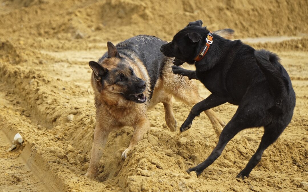 Aide à la marche pour chien : parésie, post-op spinale et rééducation — guide complet