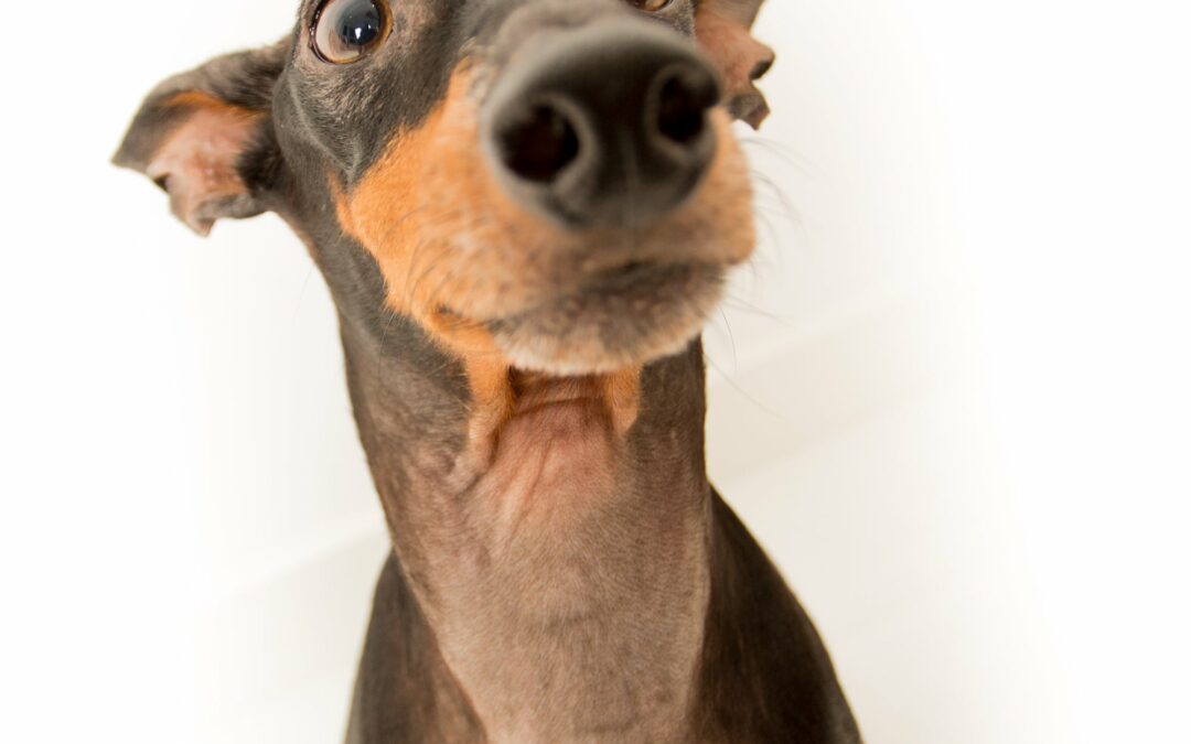 Chien peureux ou agressif : comprendre la différence pour prévenir les incidents