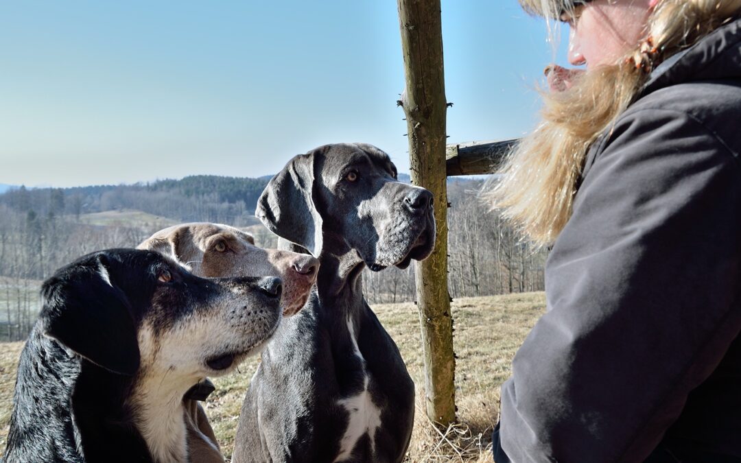 Balto Life : orthèse pour dysplasie de la hanche du chien — guide complet et point assurance