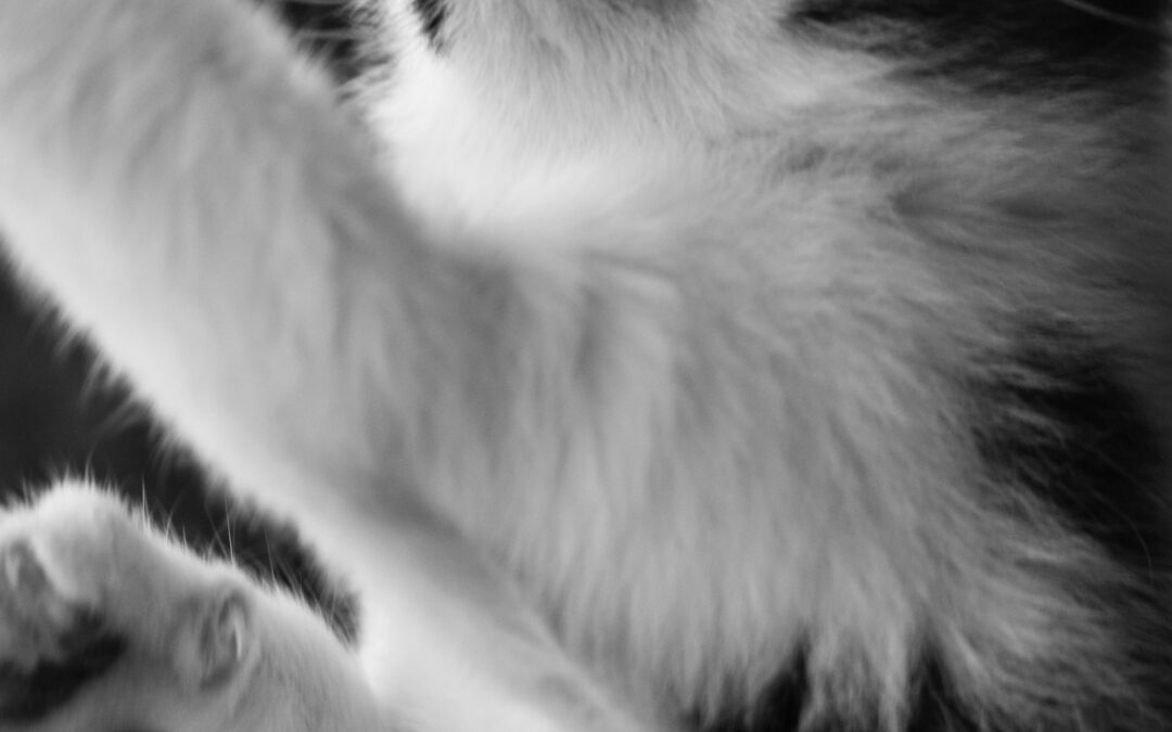 Tapis rafraîchissant orthopédique pour chien et chat senior : pourquoi c’est indispensable
