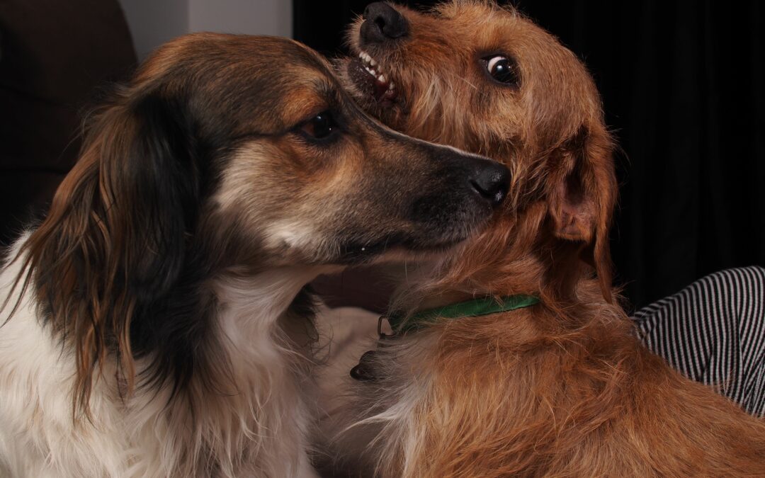 Chariot pour chien handicapé des pattes arrières : guide complet et remboursement assurance