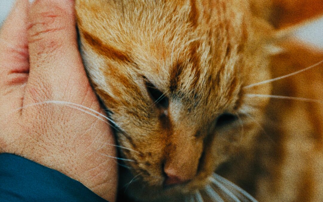 Matelas orthopédique pour chat senior et chien incontinant : le Zolia Romeo, un couchage pensé pour les cas difficiles