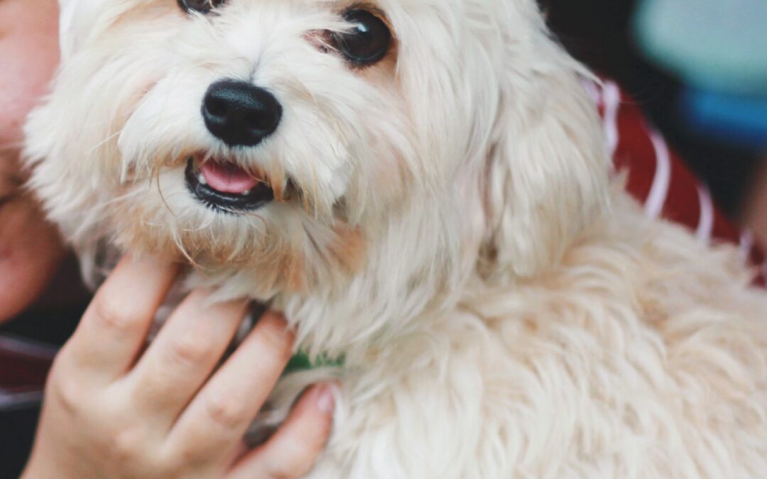 Prix hospitalisation chien