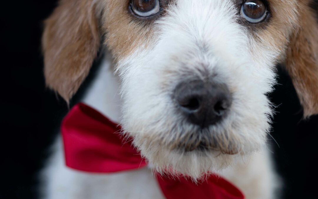 Morsure de chien : démarches, déclaration, vétérinaire et responsabilité