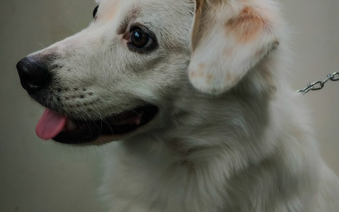 Attelle pour chien en néoprène : entorse, arthrose, post-op — guide et indications