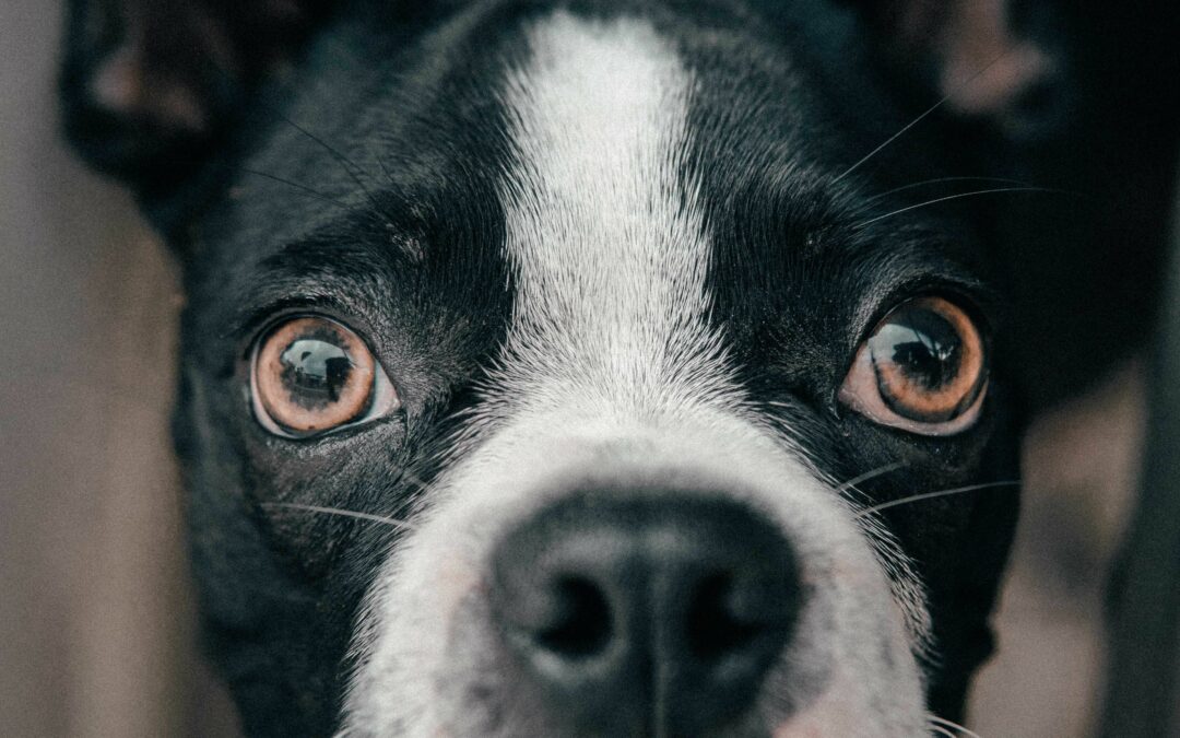 Poussette pour chien handicapé ou senior : pourquoi c’est souvent indispensable