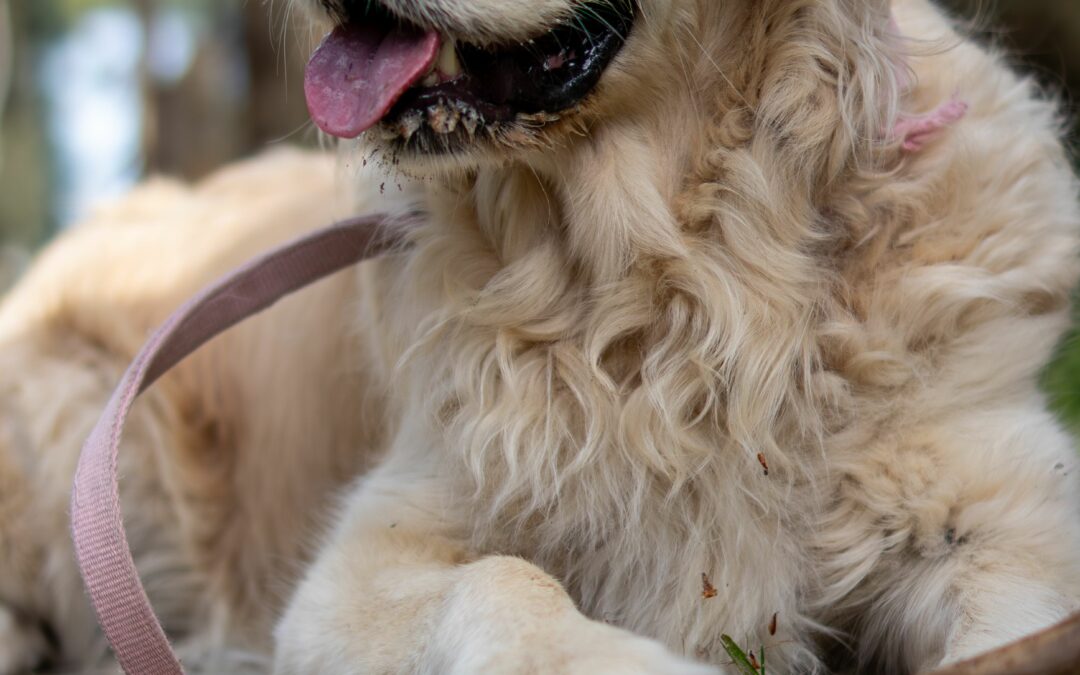 Panier orthopédique pour chien senior : mémoire de forme, bords rembourrés et sécurité