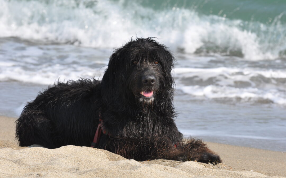 Epilepsie chez le chien