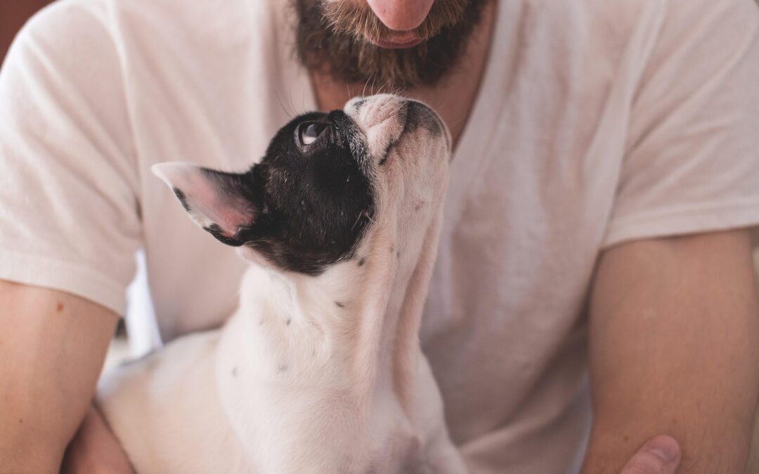 Arthrite du chien : symptômes, différence avec l’arthrose, traitements et budget vétérinaire