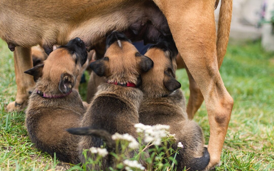 Alzheimer du chien (syndrome de dysfonction cognitive) : signes, traitements et budget vétérinaire